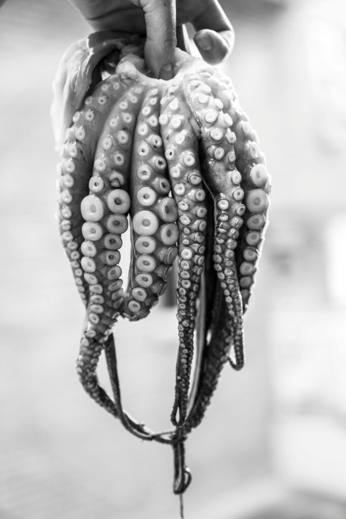 pexels photo 1321125 1321125 Black and white photo of a hand holding a fresh octopus, highlighting its tentacles.