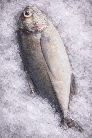 poisson glaçon poisson glaçon