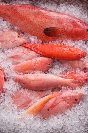 poisson rouge glaçon poisson rouge glaçon